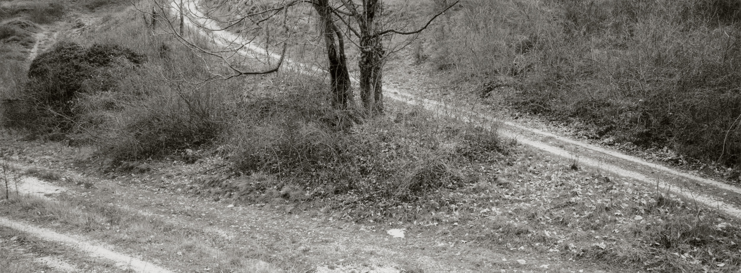 Untitled #5, 2017-2019 from the series 'Eufonie'- Gelatin silver print 34,8x12,8 cm