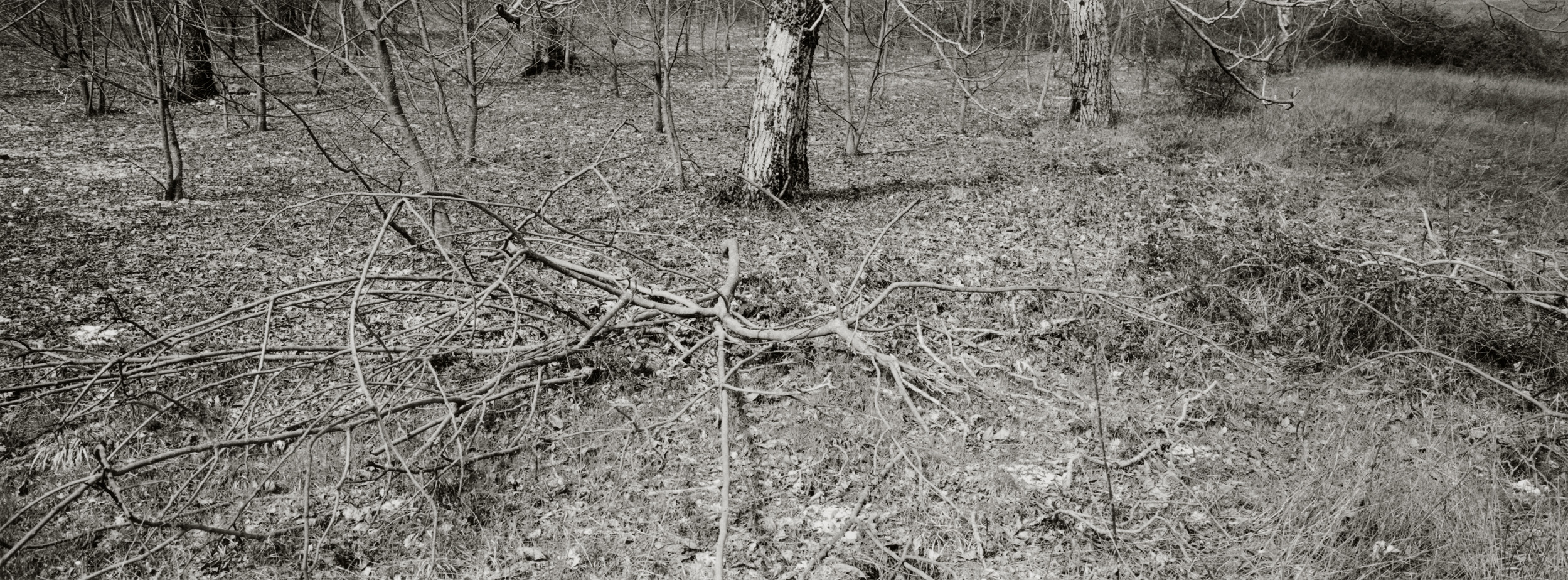Untitled #8, 2017-2019 from the series 'Eufonie'- Gelatin silver print 34,8x12,8 cm