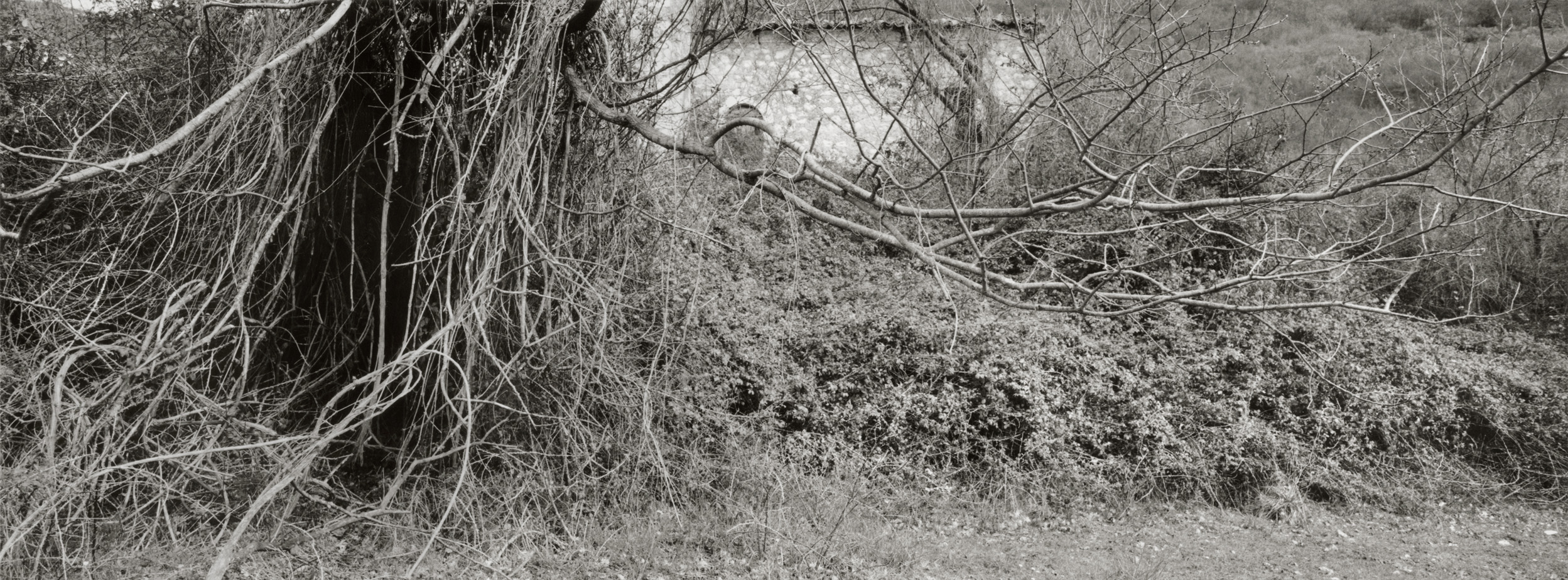 Untitled #9, 2017-2019 from the series 'Eufonie'- Gelatin silver print 34,8x12,8 cm