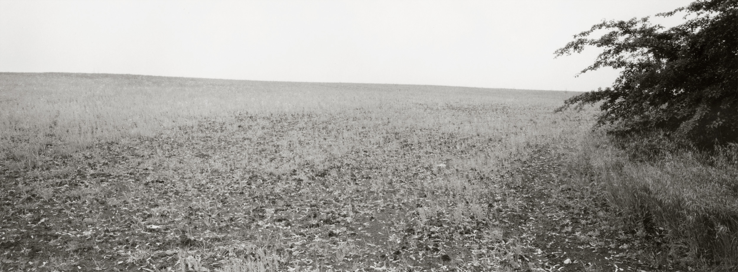 Untitled #10, 2017-2019 from the series 'Eufonie'- Gelatin silver print 34,8x12,8 cm