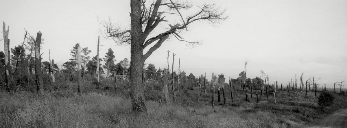 Untitled #02, 2019-2023 from the series 'Nulla è più vero del nulla' - Gelatin silver print 35x13 cm